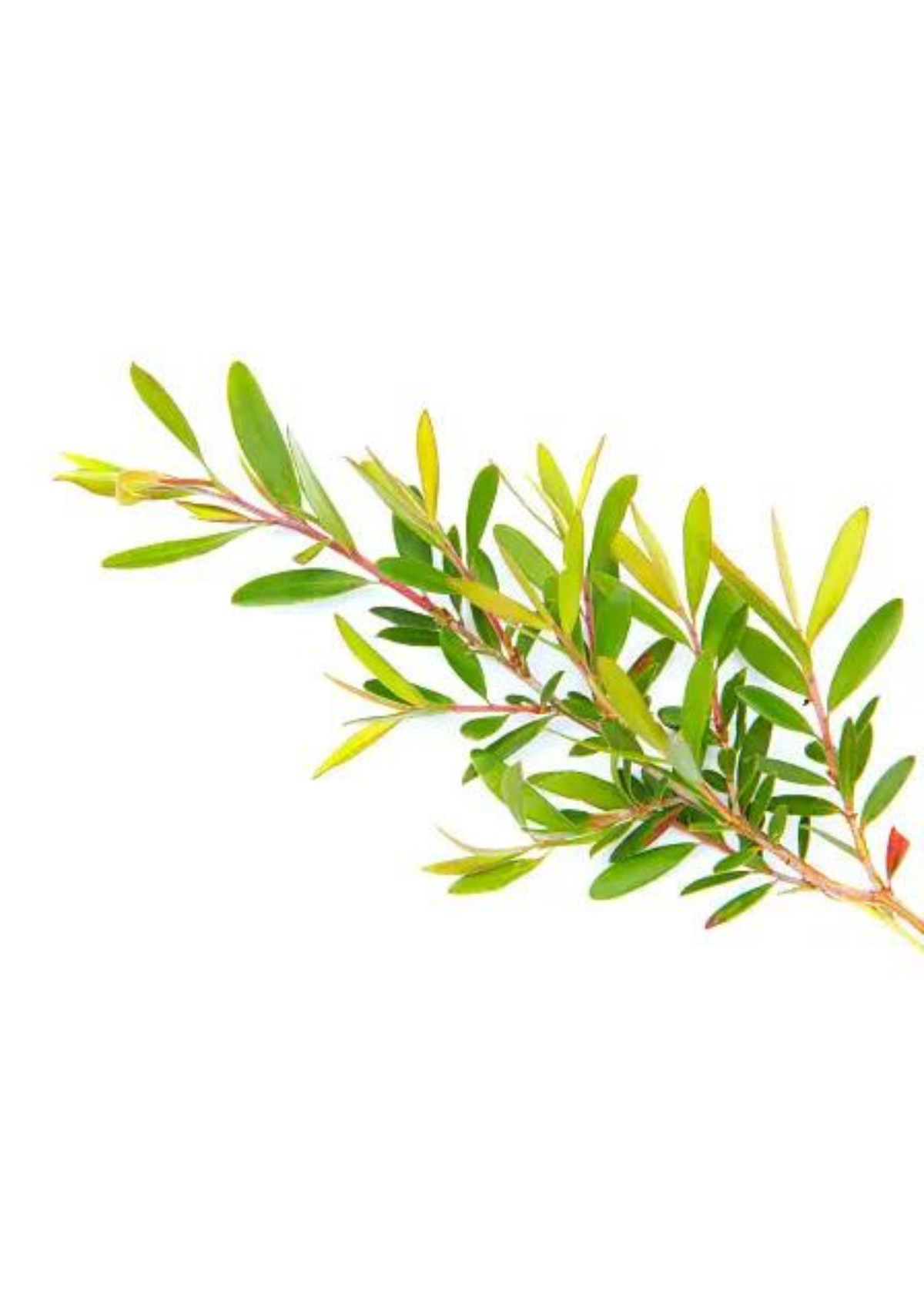 Discover the Best Tea Tree Oil Products with Our Top Choices!